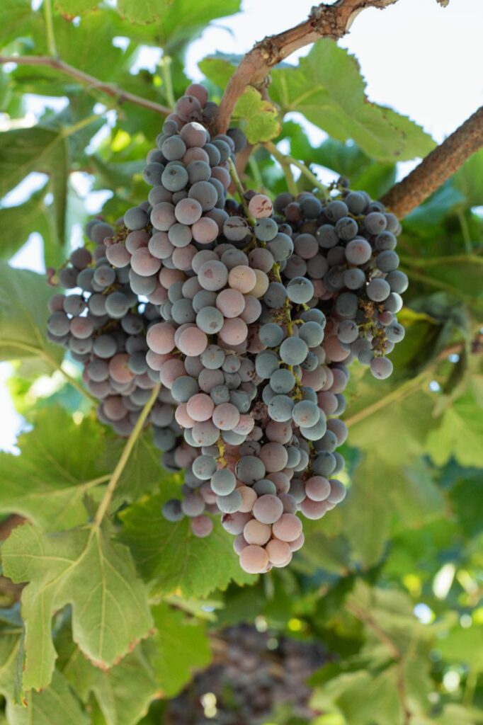 uva graciano