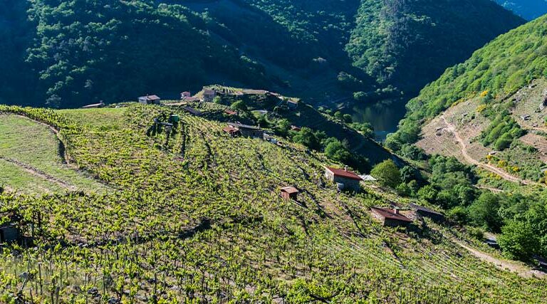 Las 5 subzonas de producción del vino DO Rías Baixas