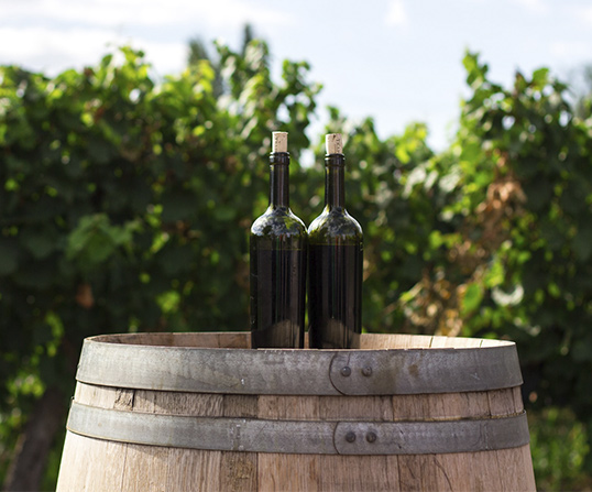 viñedos de vino DO Jerez-Xérès-Sherry